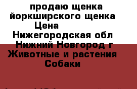 продаю щенка йоркширского щенка › Цена ­ 15 000 - Нижегородская обл., Нижний Новгород г. Животные и растения » Собаки   